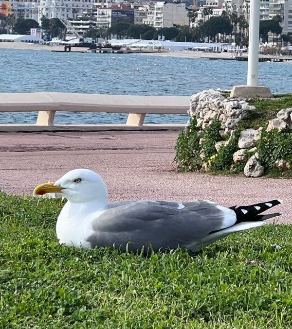 Studio meublé 33m² Cannes - Proche Croisette, lumineux - Photo 5
